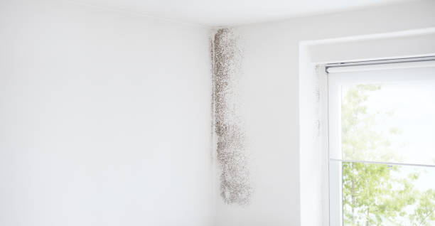 Best HVAC Mold Inspection and Cleaning  in Hertford, NC