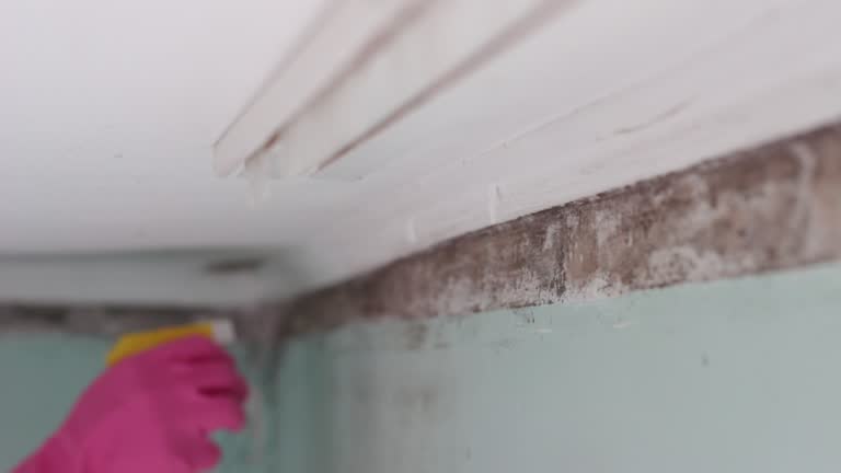 Best Basement Mold Removal  in Hertford, NC